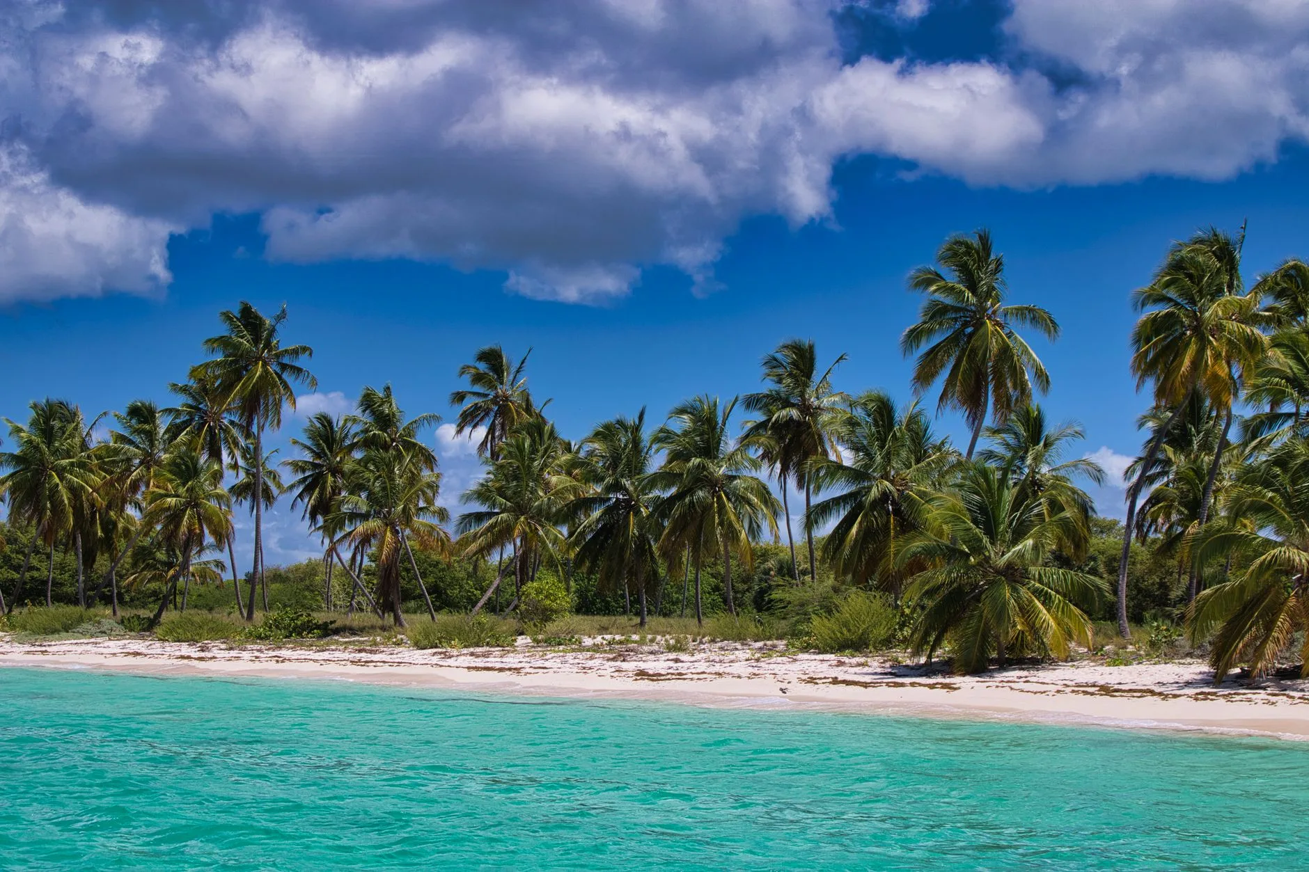 Palmiers sur une plage de Martinique