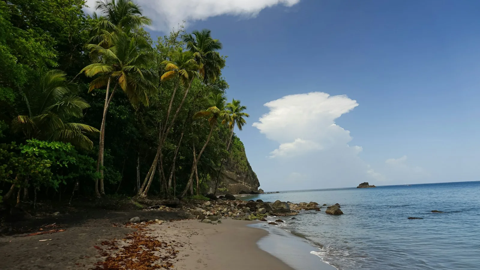 Côte de la Martinique avec plage de sable et végétation tropicale