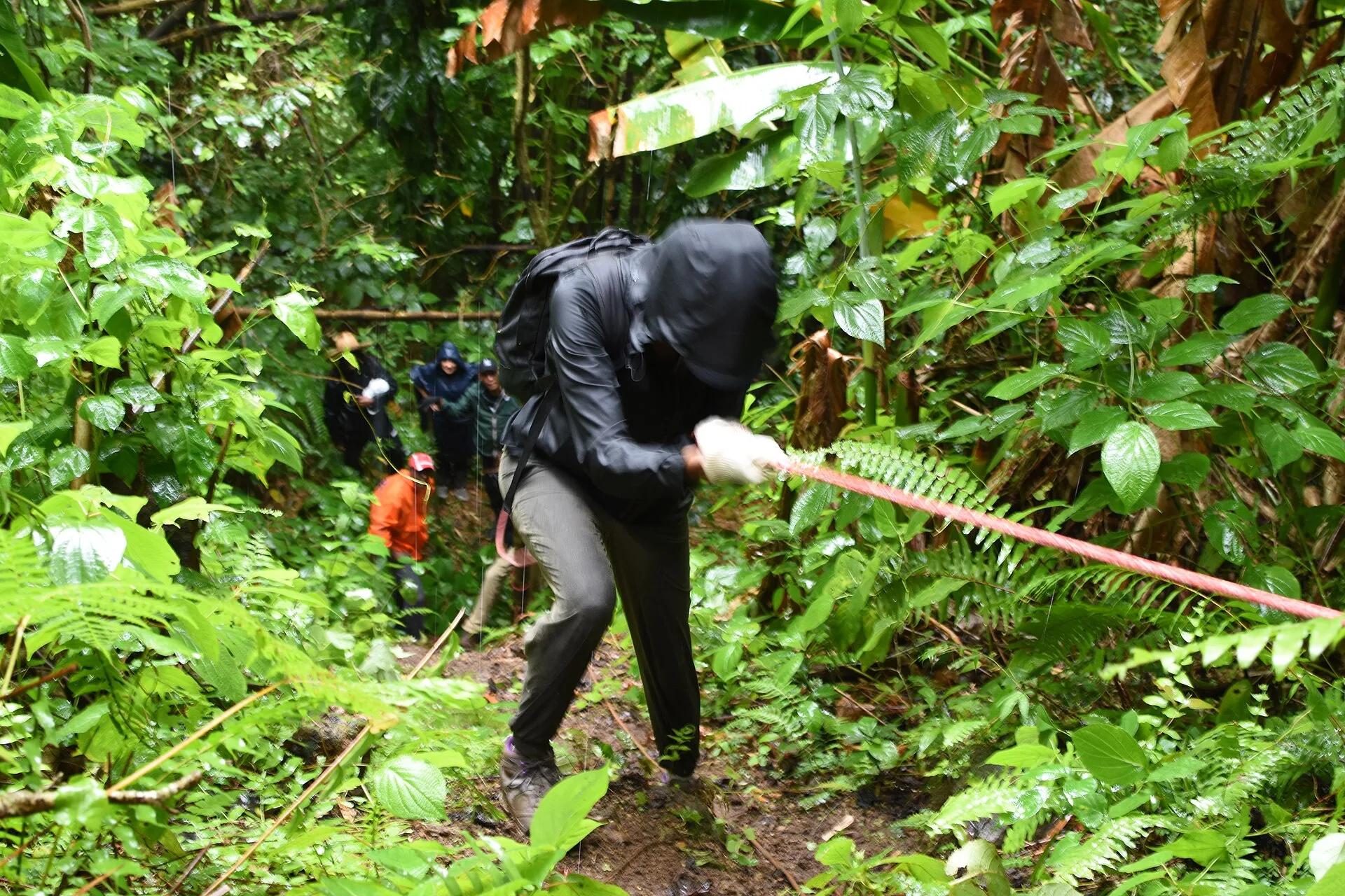 Sentier de randonnée dans la forêt tropicale de Martinique